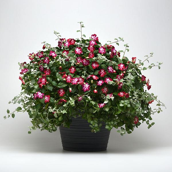 MixMasters™ Eye Caramba