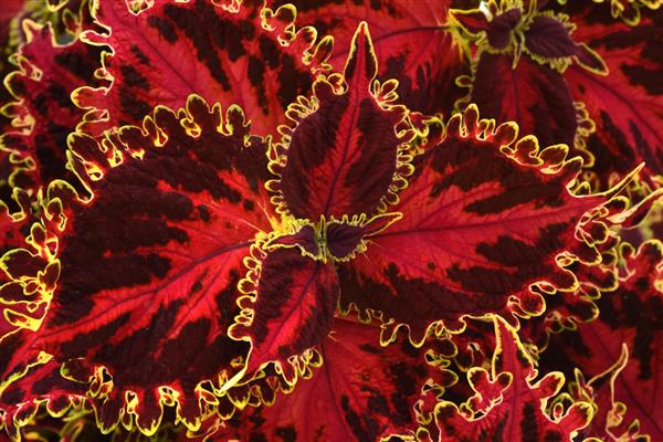 Coleus Solar Flare