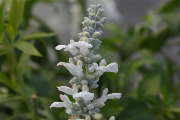 Salvia White Flame