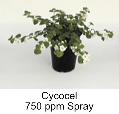 picture of plant treated with 750ppm Cycocel spray