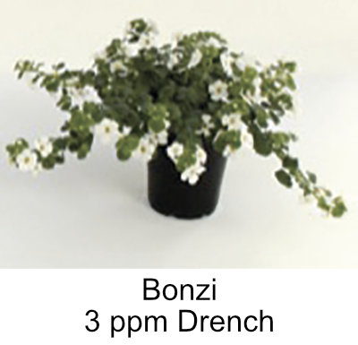 picture of plant treated with 3ppm Bonzai drench