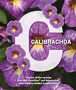 Cover of the Calibrachoa borchure. A large white "C" surrounded by purple calis.