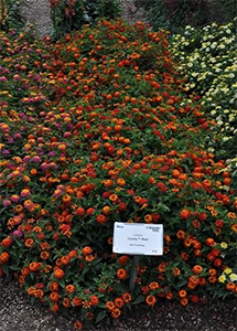 Lantana Lucky Red