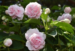 Soft-pink colored double impatiens blooms in a hanging basket.