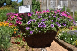 A hanging basket mixed with blue and pink calibrachoa in a trial garden setting.