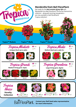 A screenshot of the new Tropica Mandevilla sell sheet.