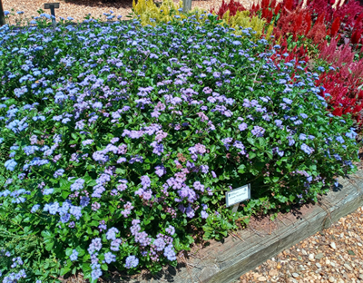 Short purple blooms lay across a bed of green foliage