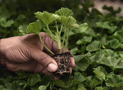 Hand holding a plant cutting