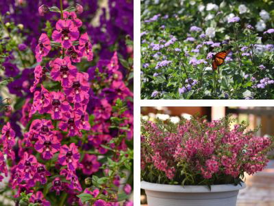 Collage of colorful flowers