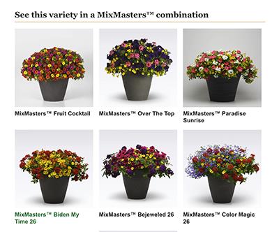 MixMasters Combinations featuring Cabaret Yellow