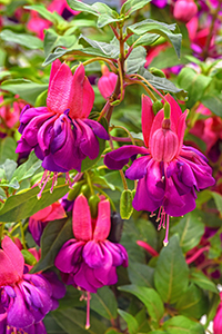 Close up of Fuchsia Dollarita Rose Violet