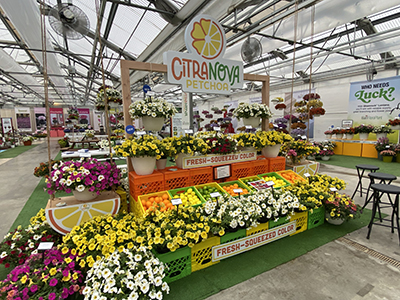 A farmer's market citrus display was the theme for CitraNova Petchoa at CAST26 