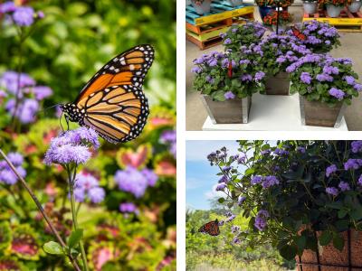 Collage of Monarch Magic with monarch butterflies
