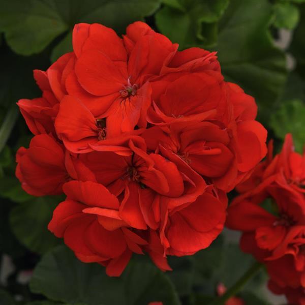 Dynamo™ Zonal Geranium