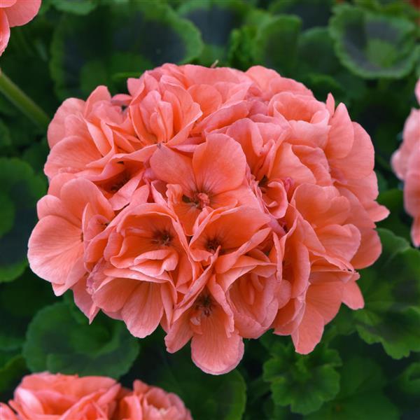 Dynamo™ Zonal Geranium