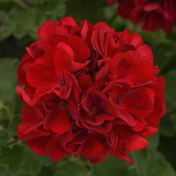 Dynamo™ Zonal Geranium