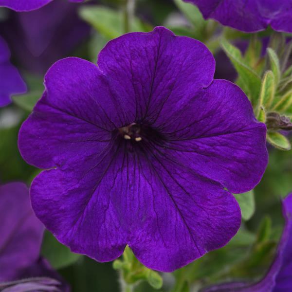 SureShot™ Petunia