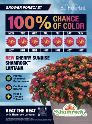 ad for Cherry Sunrise Shamrock Lantana