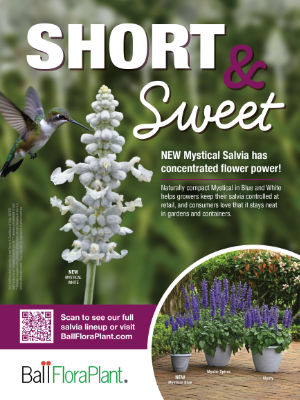 ad for SALVIA MYSTICAL