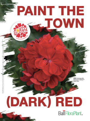 ad for Solera Dark Red