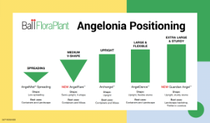 Benchcard for Angelonia