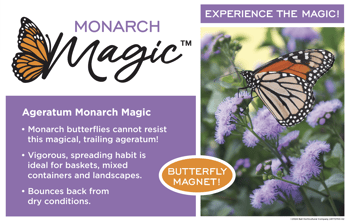 benchcard for Monarch Magic