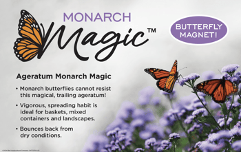 benchcard for Monarch Magic