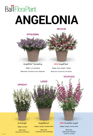 poster for Angelonia