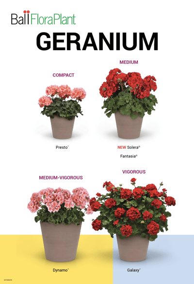 poster for Geranium
