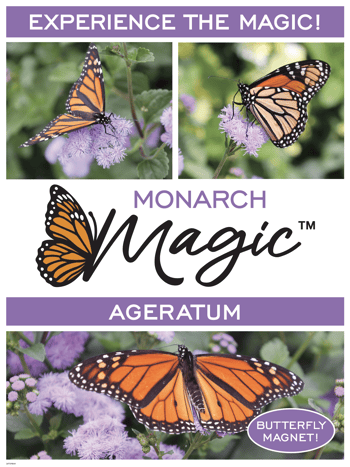 poster for Monarch Magic