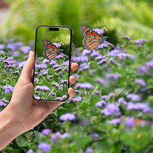A hand holding a cell phone takes a picture of a monarch butterfly on the purple ageratum Monarch Magic plant.