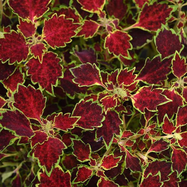 Coleus Glory Road