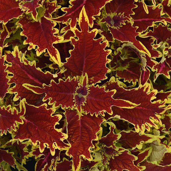 Coleus Copperhead
