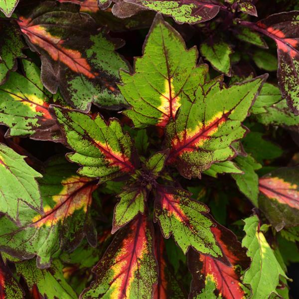 Coleus Special Effects