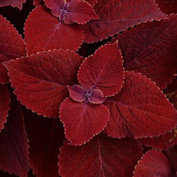 Coleus Ruby Slipper