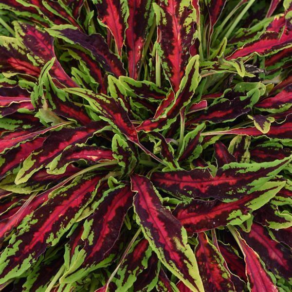 Coleus Spitfire