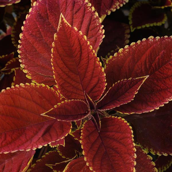 Coleus Trusty Rusty