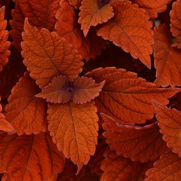 Coleus Inferno
