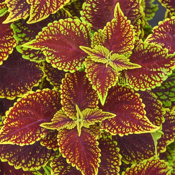 Coleus Coleosaurus