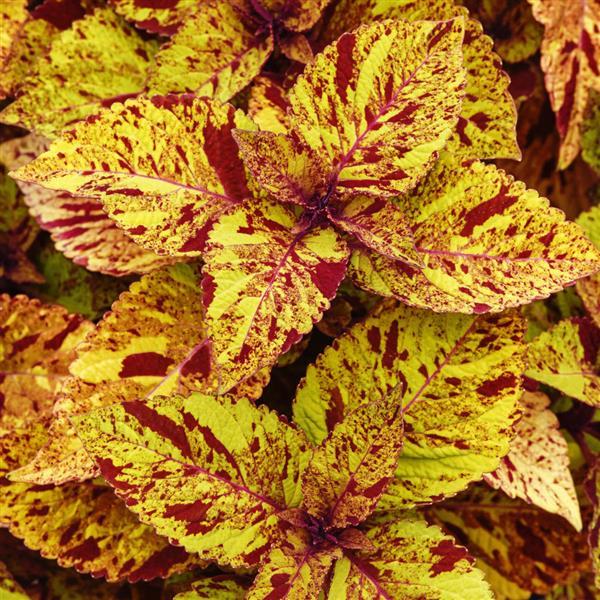 Coleus Marble Mania