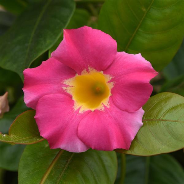 Dipladenia Tropica™ Unico Pink + Yellow