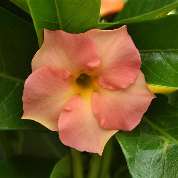 Dipladenia Tropica™ Unico Coral Orange Sunrise