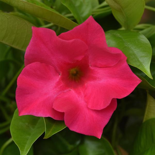 Mandevilla Tropica™ Unico Fuchsia