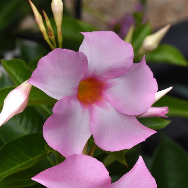 Mandevilla Tropica™ Unico Pink
