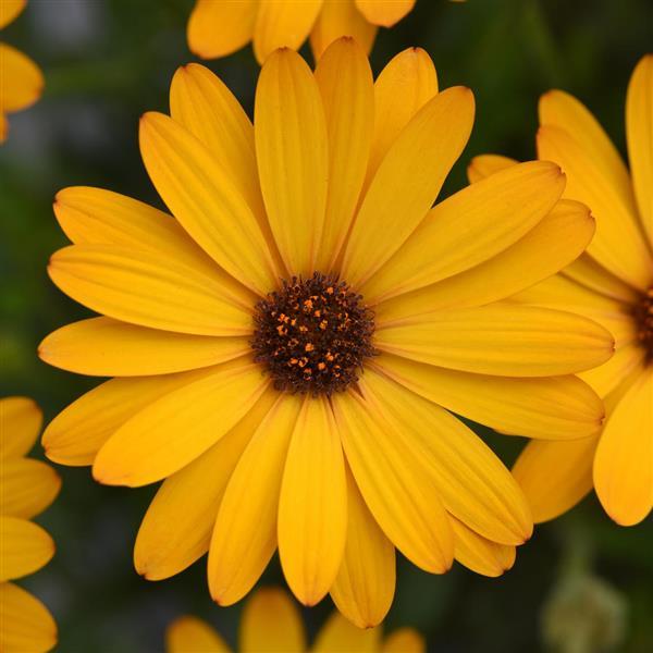 Osteospermum Voltage™ Gold