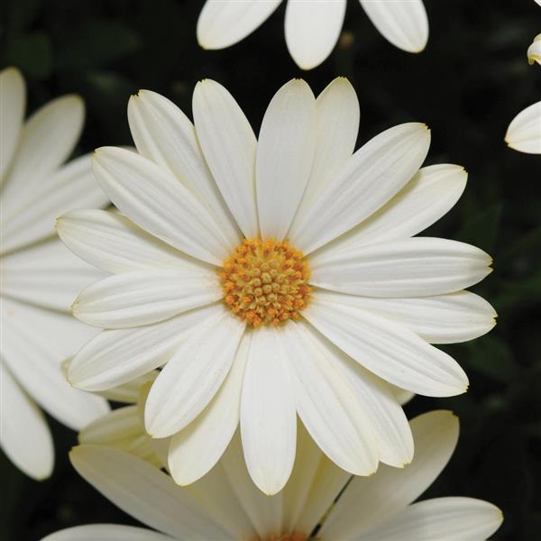 Osteospermum Voltage™ White