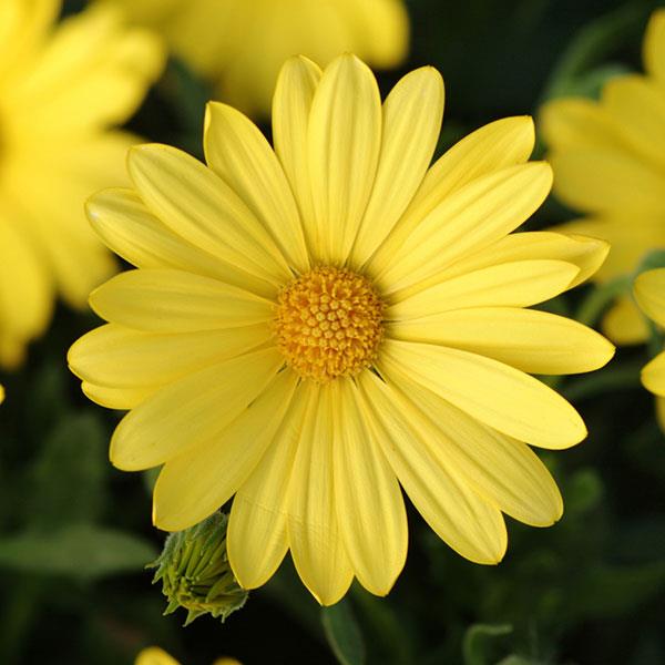 Osteospermum Voltage™ Yellow