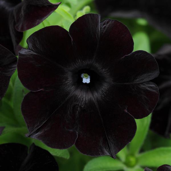 Petunia Black Magic