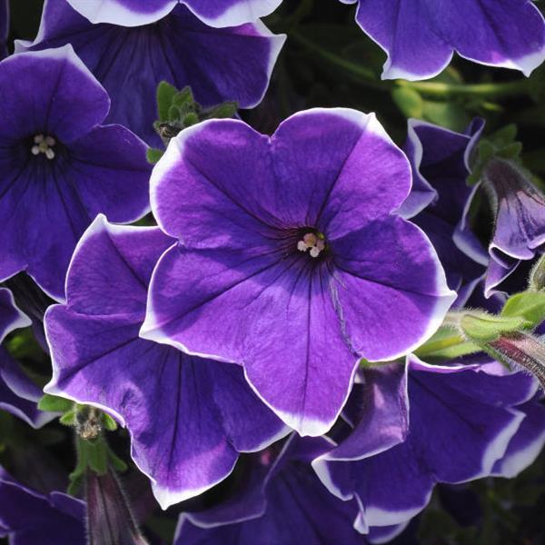 Petunia Rhythm And Blues