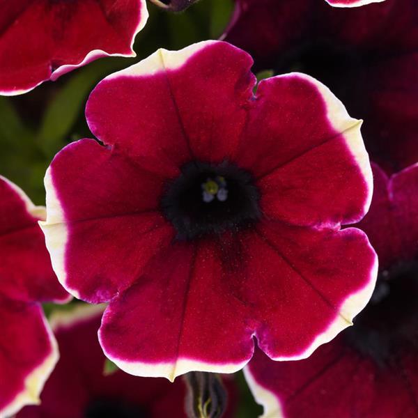 Petunia Burgundy Bliss